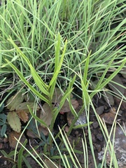 Hibiscus microcarpus