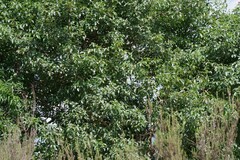 Searsia chirindensis