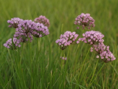 Allium angulosum