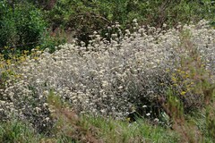 Helichrysum petiolare