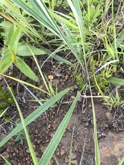 Helichrysum allioides
