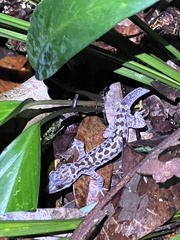 Cyrtodactylus