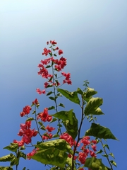 Bougainvillea spectabilis