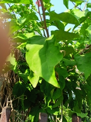 Bougainvillea spectabilis