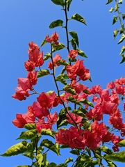 Bougainvillea spectabilis