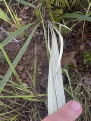 Helichrysum allioides