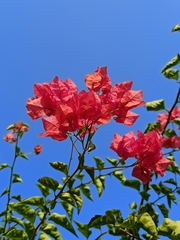 Bougainvillea spectabilis