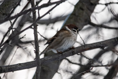 Passer montanus
