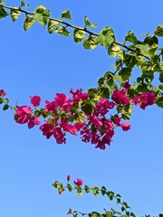 Bougainvillea glabra