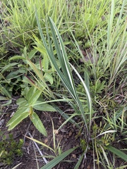 Helichrysum allioides