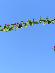 Bougainvillea glabra
