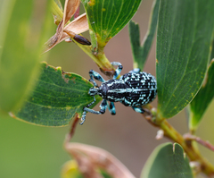 Chrysolopus spectabilis