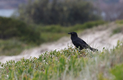 Corvus orru