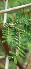 Crematogaster