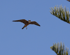 Falco longipennis