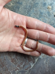 Aparallactus capensis