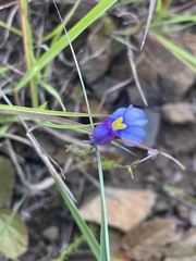 Monopsis decipiens