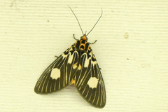 Asota plagiata