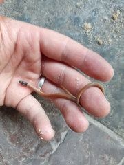 Aparallactus capensis