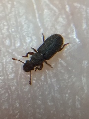 Aralius wollastoni