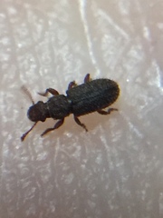 Aralius wollastoni