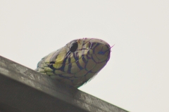 Spilotes pullatus
