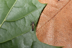 Dimorphocoris schmidti