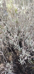Lavandula lanata