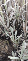 Lavandula lanata