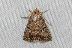 Condica illecta