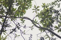 Spilotes pullatus