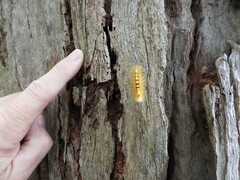 Trichiocercus sparshalli