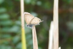 Theclinesthes onycha