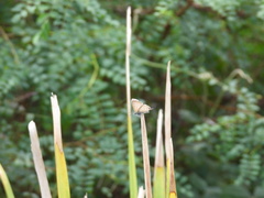 Theclinesthes onycha