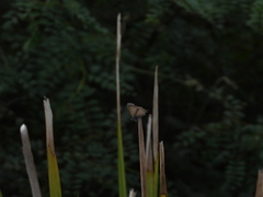 Theclinesthes onycha