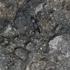 Steatoda cingulata