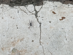 Steatoda cingulata