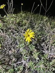 Encelia