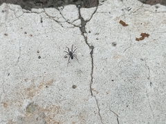 Steatoda cingulata