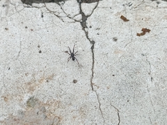 Steatoda cingulata