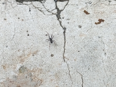 Steatoda cingulata
