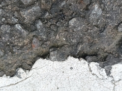 Steatoda cingulata
