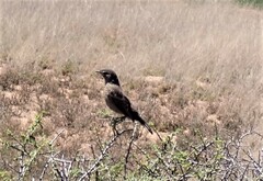 Cercotrichas coryphoeus