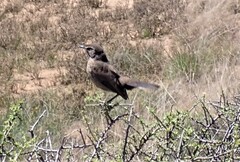 Cercotrichas coryphoeus