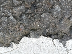 Steatoda cingulata