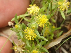 Triptilodiscus pygmaeus