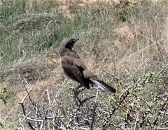 Cercotrichas coryphoeus