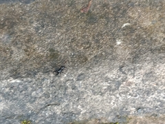 Steatoda cingulata