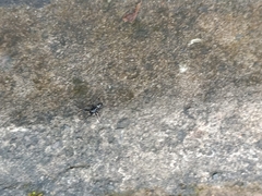 Steatoda cingulata