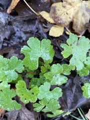 Geranium lucidum